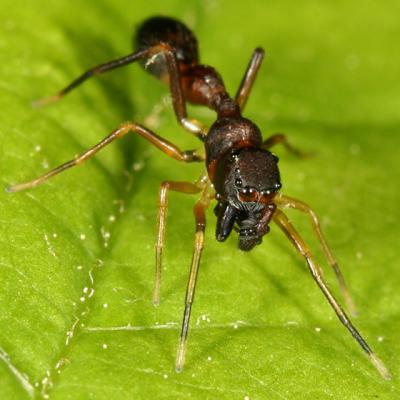 Synemosyna formica