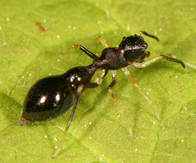 Synemosyna formica