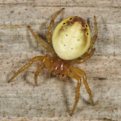 Six-spotted Orb Weaver - Araniella displicata