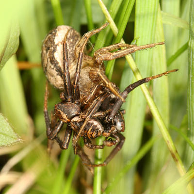 Xysticus sp. (mating pair)