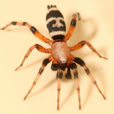 Ground Spiders - Gnaphosidae