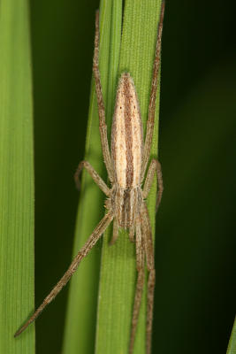 Tibellus sp.