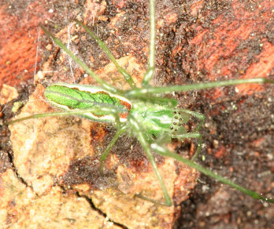 Tetragnatha viridis