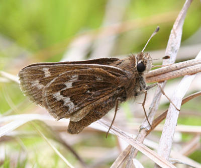 Cobweb Skipper - Hesperia metea