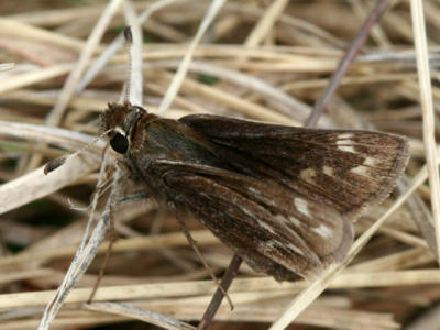 Cobweb Skipper - Hesperia metea