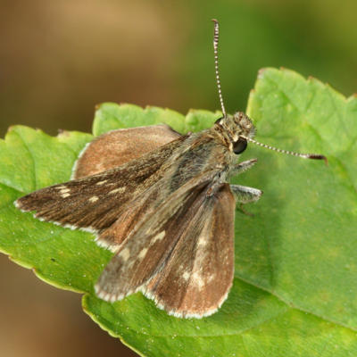 Pepper and Salt Skipper - Amblyscirtes hegon