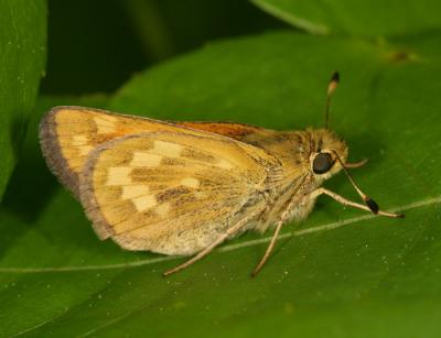 Indian Skipper - Hesperia sassacus