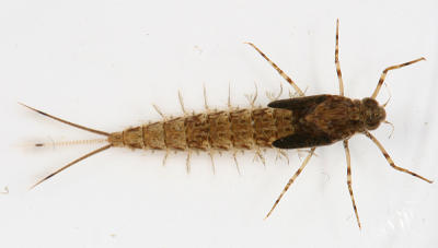 Cleftfooteded Minnow Mayflies - Metretopodidae - Siphloplecton basale