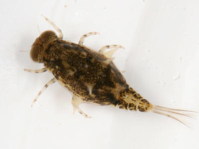 Baetisca laurentina