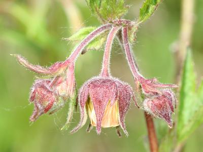 Water Avens - Geum rivale
