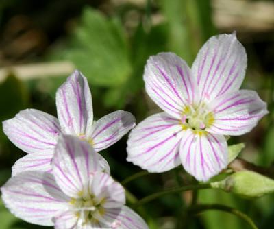 Carolina Spring-Beauty - Claytonia caroliniana