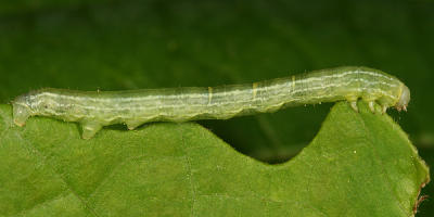6258 - Fall Cankerworm - Alsophila pometaria