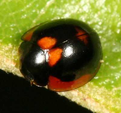 Lady Beetles - Genus Exochomus