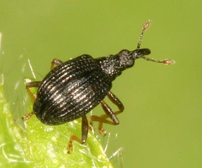 Coelocephalapion emaciipes
