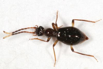 Brathinus varicornis