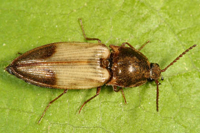 Click Beetles - Subfamily Dendrometrinae