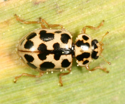 Lady Beetles - Genus Anisosticta