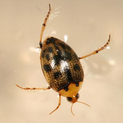 Peltodytes sexmaculatus