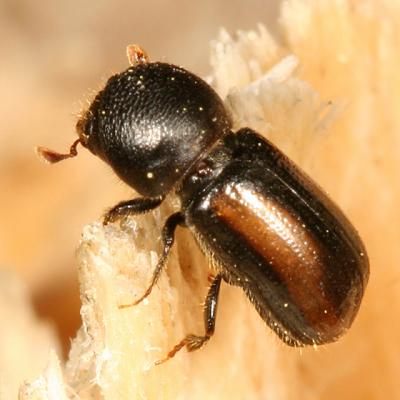 Trypodendron retusum