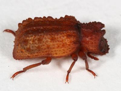 Forked Fungus Beetle - Bolitotherus cornutus (teneral)