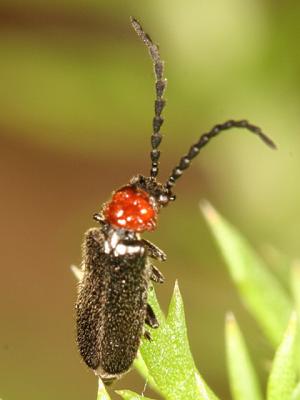 Ditemnus bidentatus