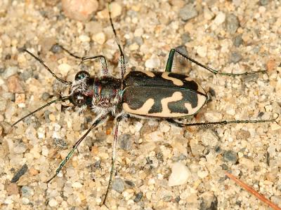 Big Sand Tiger Beetle - Cicindela formosa generosa