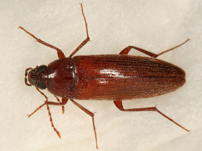 Synchroa Bark Beetles - Synchroidae