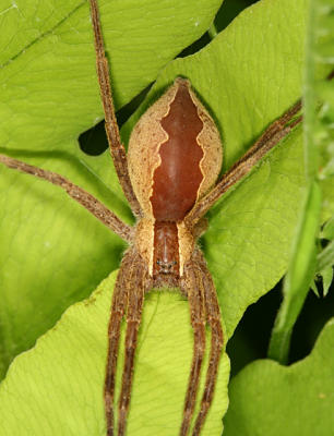 female Nursery Web Spider - Pisauridae - Pisaurina mira