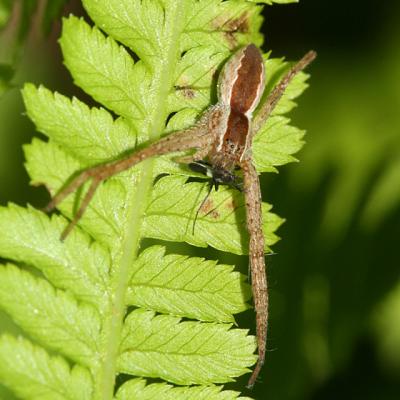 male Nursery Web Spider - Pisauridae - Pisaurina mira
