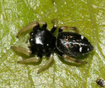 Salticidae - Dendryphantinae - Phidippus clarus