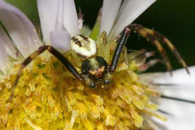 Crab Spider - Thomisidae - Goldenrod Crab Spider - Misumena vatia (male)