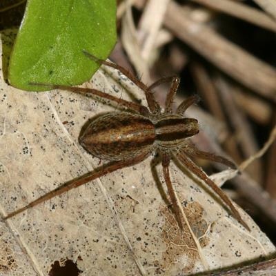 Wolf Spider - Lycosidae - Pardosa distincta