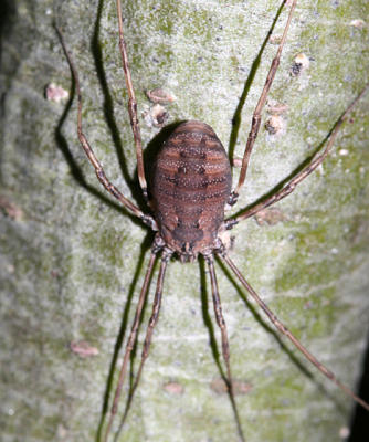 Harvestman - Opiliones sp.