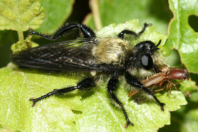 Laphria flavicollis