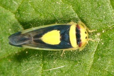 Saddled Leafhopper - Colladonus clitellarius