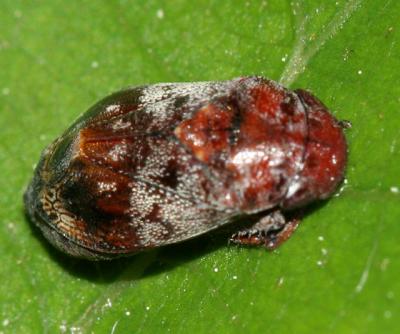 Penthimia americana