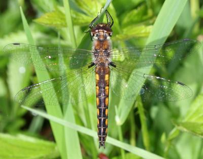 Common Baskettail - Epitheca cynosura (female)