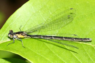 Aurora Damsel - Chromagrion conditum