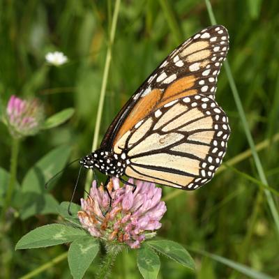  Monarch - Danaus plexippus