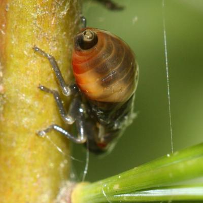 Pine Spittlebug nymph - Aphrophora cribrata