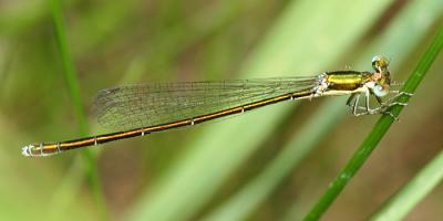 Sedge Sprite - Nehalennia irene