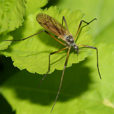 Limoniid Crane Fly - Limoniidae - Limnophila rufibasis