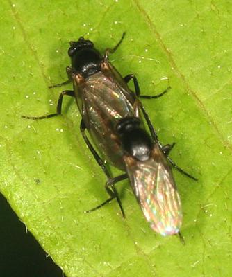 Aschiza - Scuttle Flies - Phoridae
