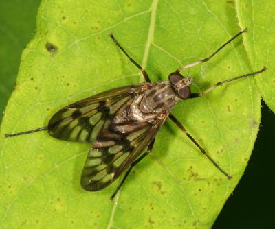 Snipe Fly - Rhagionidae - Rhagio mystaceus