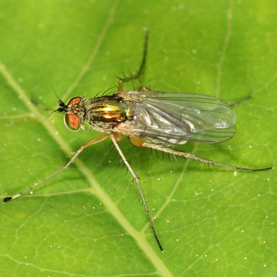 Longlegged Fly - Dolichopodidae - Dolichopus sp.