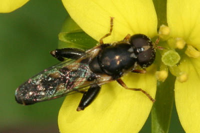 Syrphidae - Eristalinae - Xylotini - Syritta pipiens