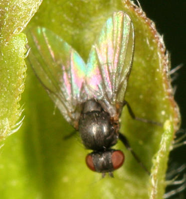 Leaf Miner Fly - Agromyzidae