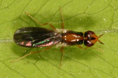 Rust Fly - Psilidae - Psila collaris