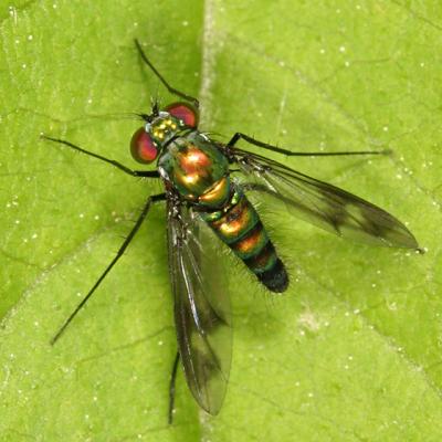 Longlegged Fly - Dolichopodidae - Sciapodinae - Condylostylus sp.
