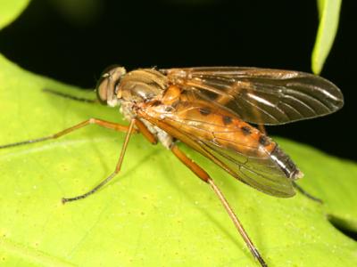 Snipe Fly - Rhagionidae - Rhagio tringarius